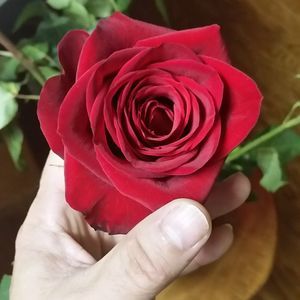 Meet your Posher, Reyna